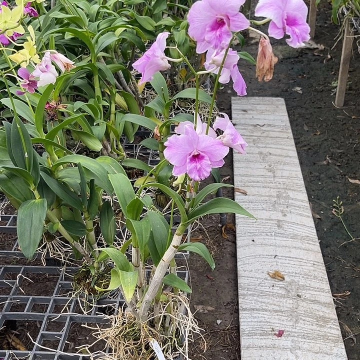 当前无花朵，栽培后可花朵熊中奖384