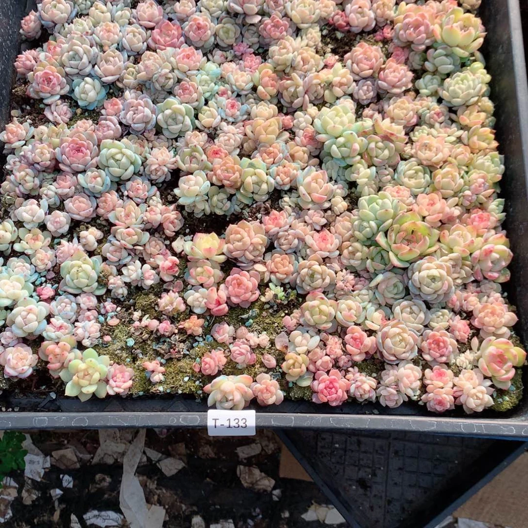 无花朵T133英语英语英语