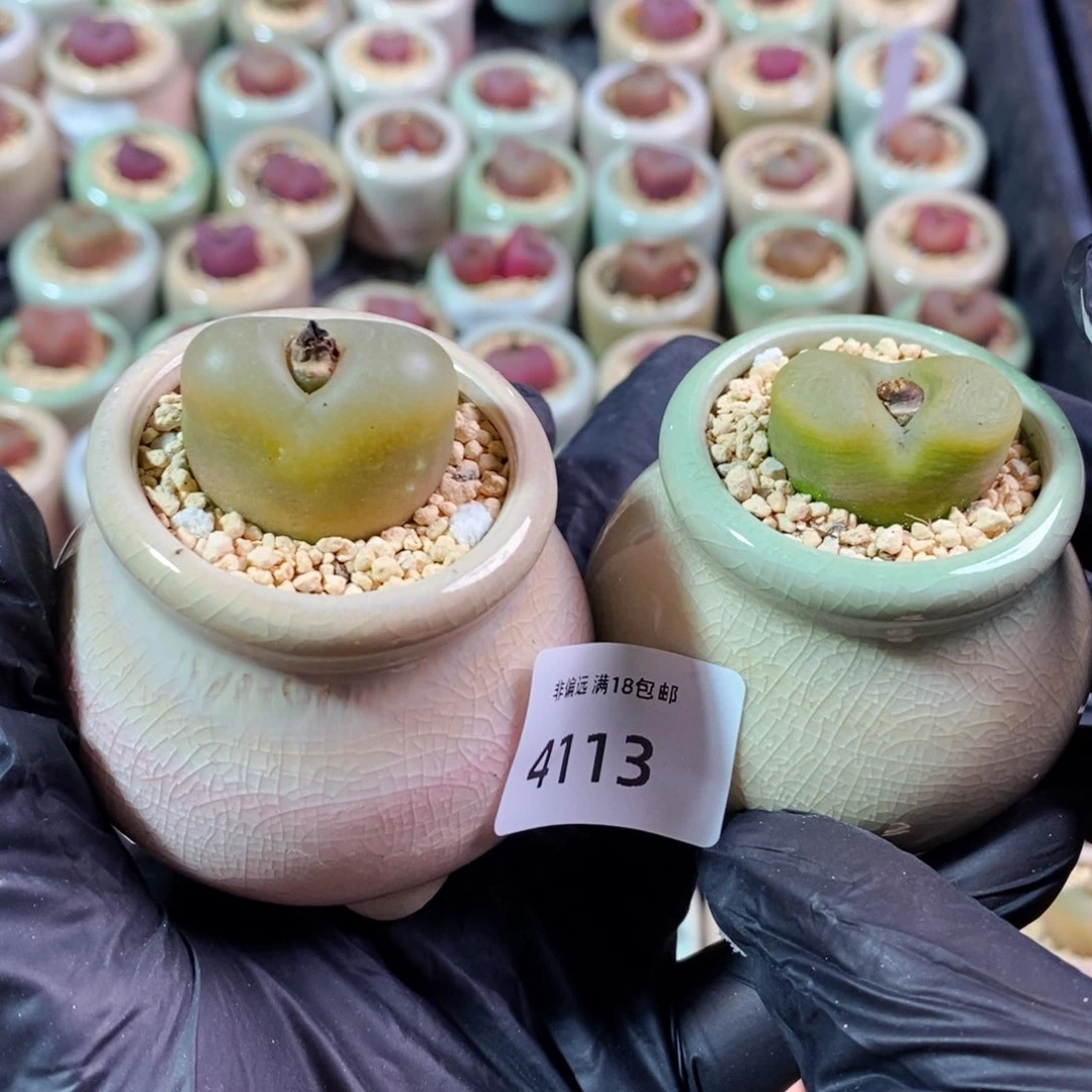 小***盒4113--一物一拍 带盆 2盆