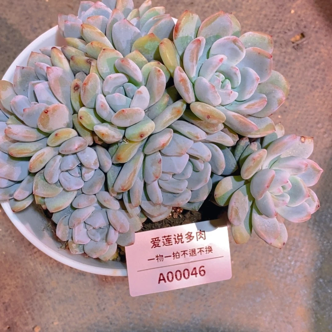 ?*七0000046石榴籽星影