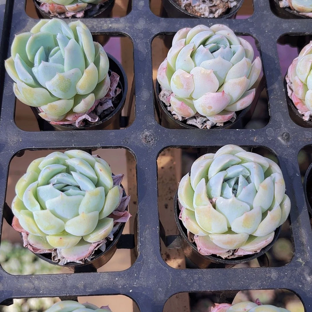 精品香水贝瑞多肉植物