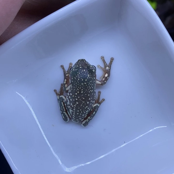 老爷树蛙澳蓝雪花4