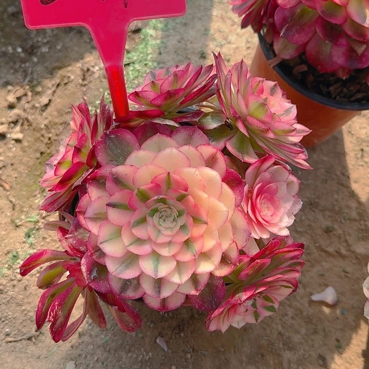 2-196倾城多肉法师