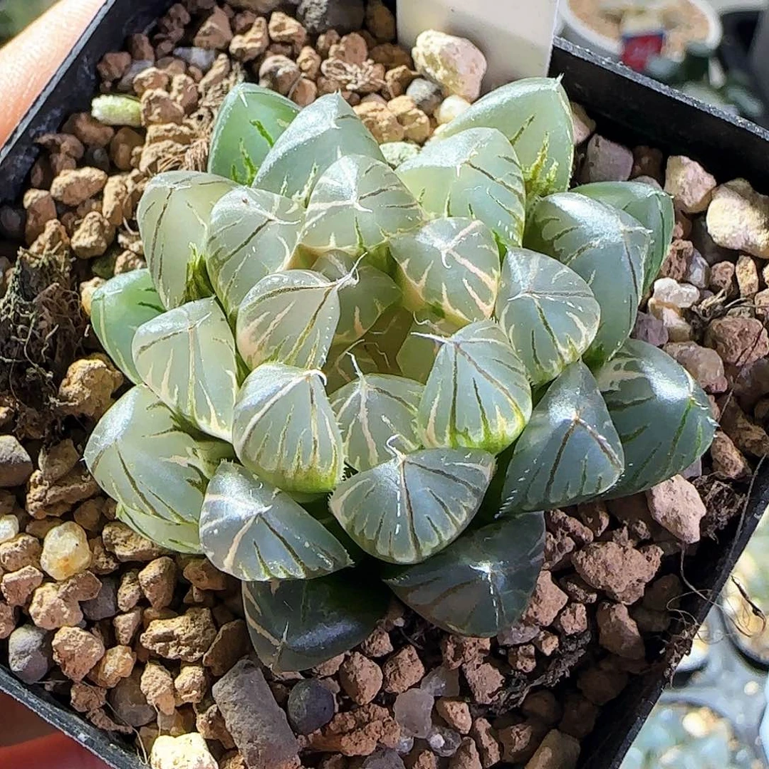 521号霓虹灯一物一拍带盆土