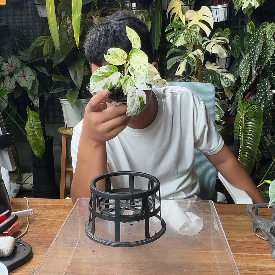 欧***欧无花朵一物一拍R133