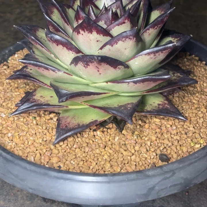 9公分叶宽1111111111111