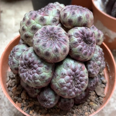 紫丽丸仙人球15米仙人球