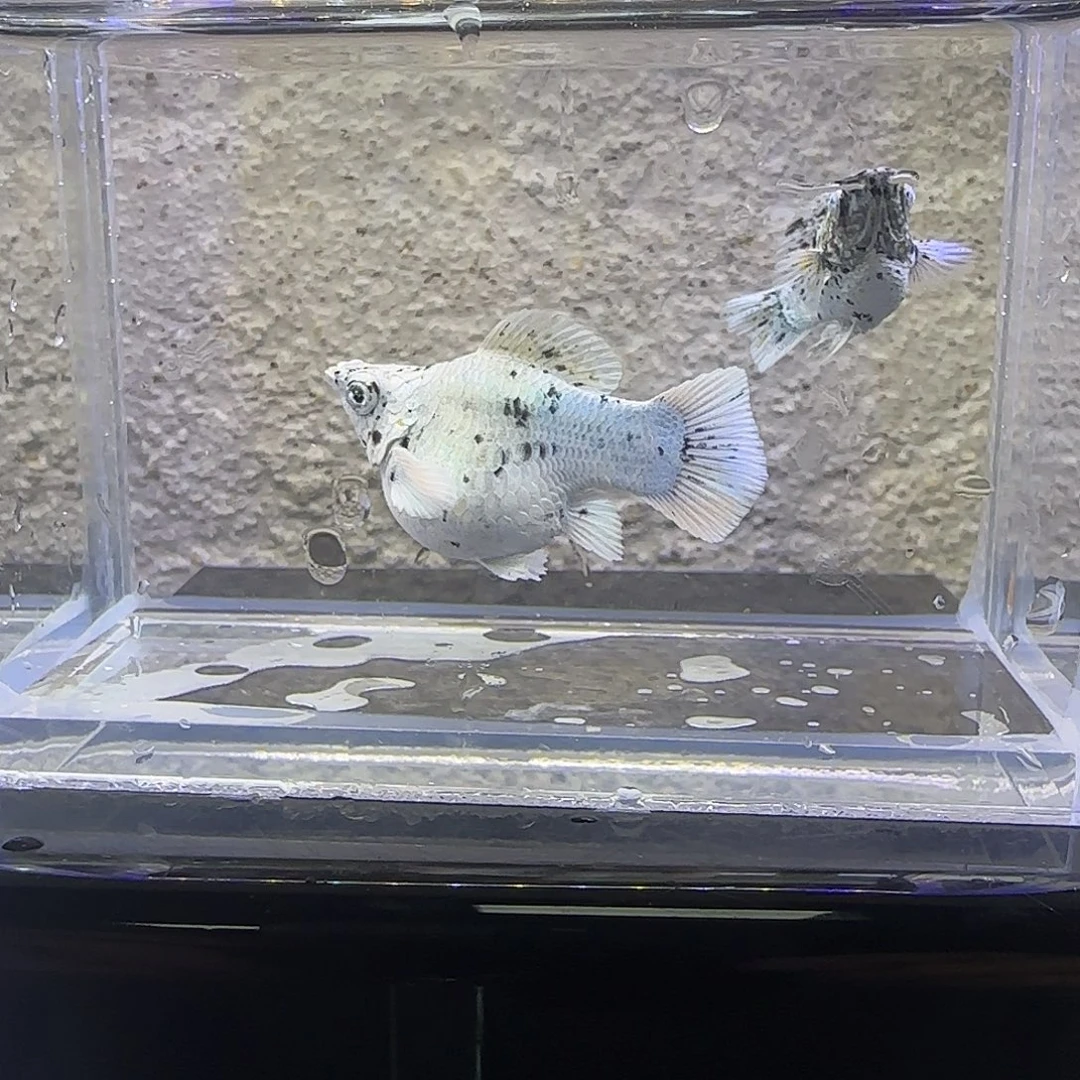 黑玛丽鱼奶牛玛丽。73号