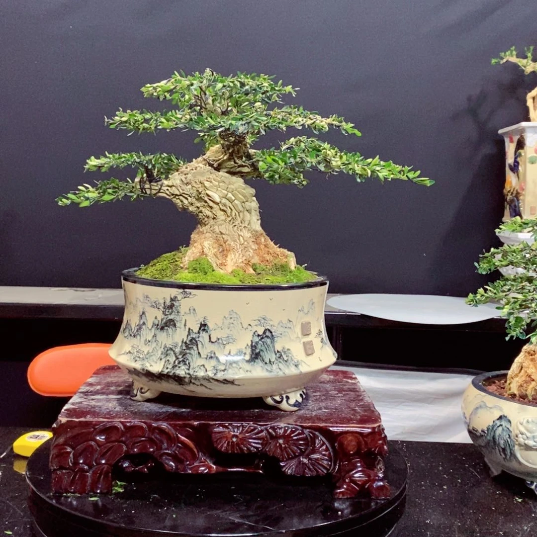 无花朵广东皱皮雀舌黄杨