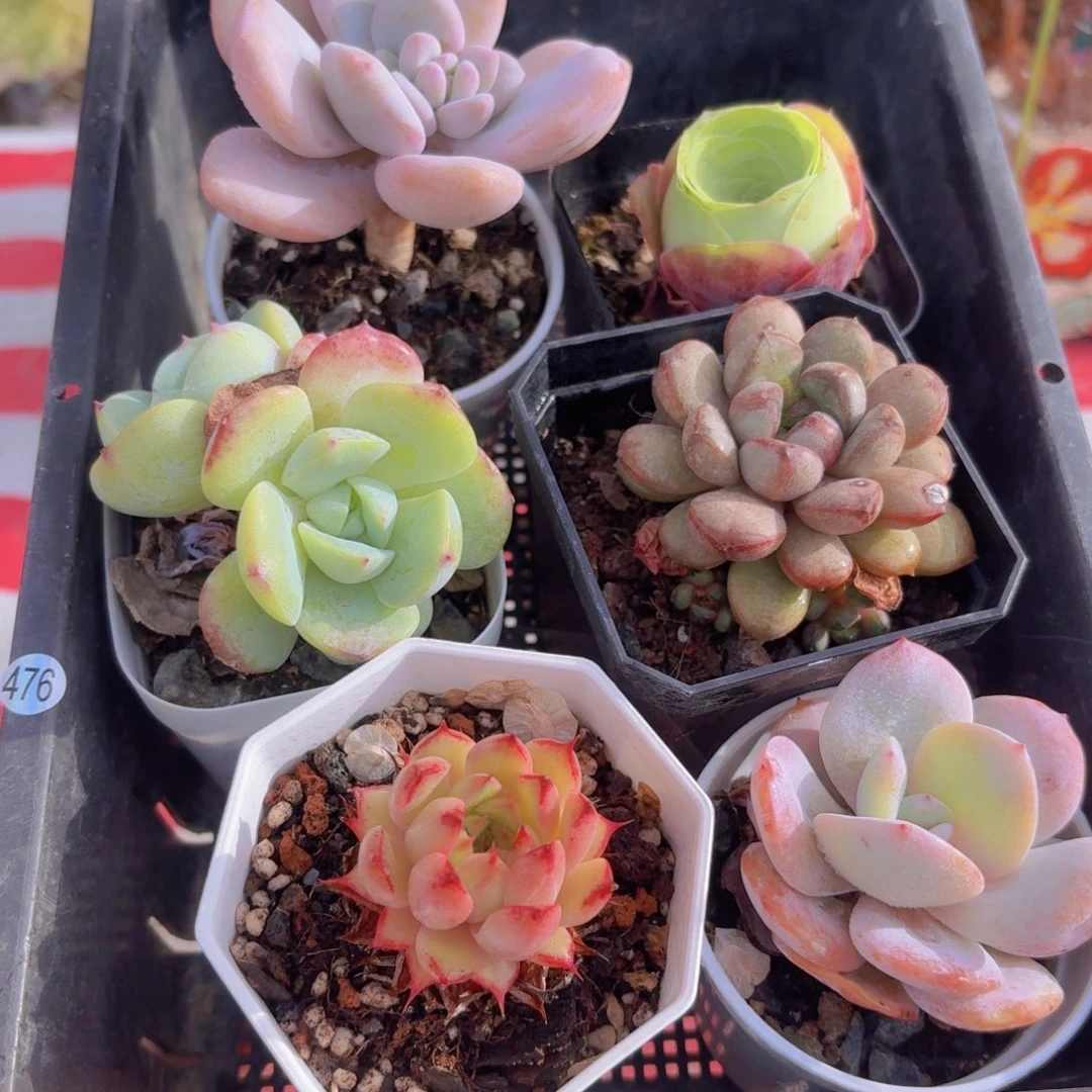 框拍一物一拍编号476