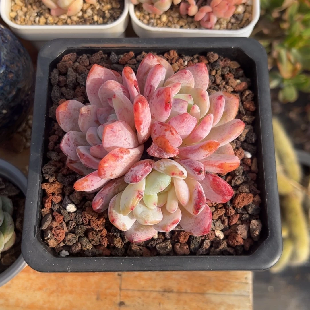 多肉三头橙子【非偏远地区满18包邮】