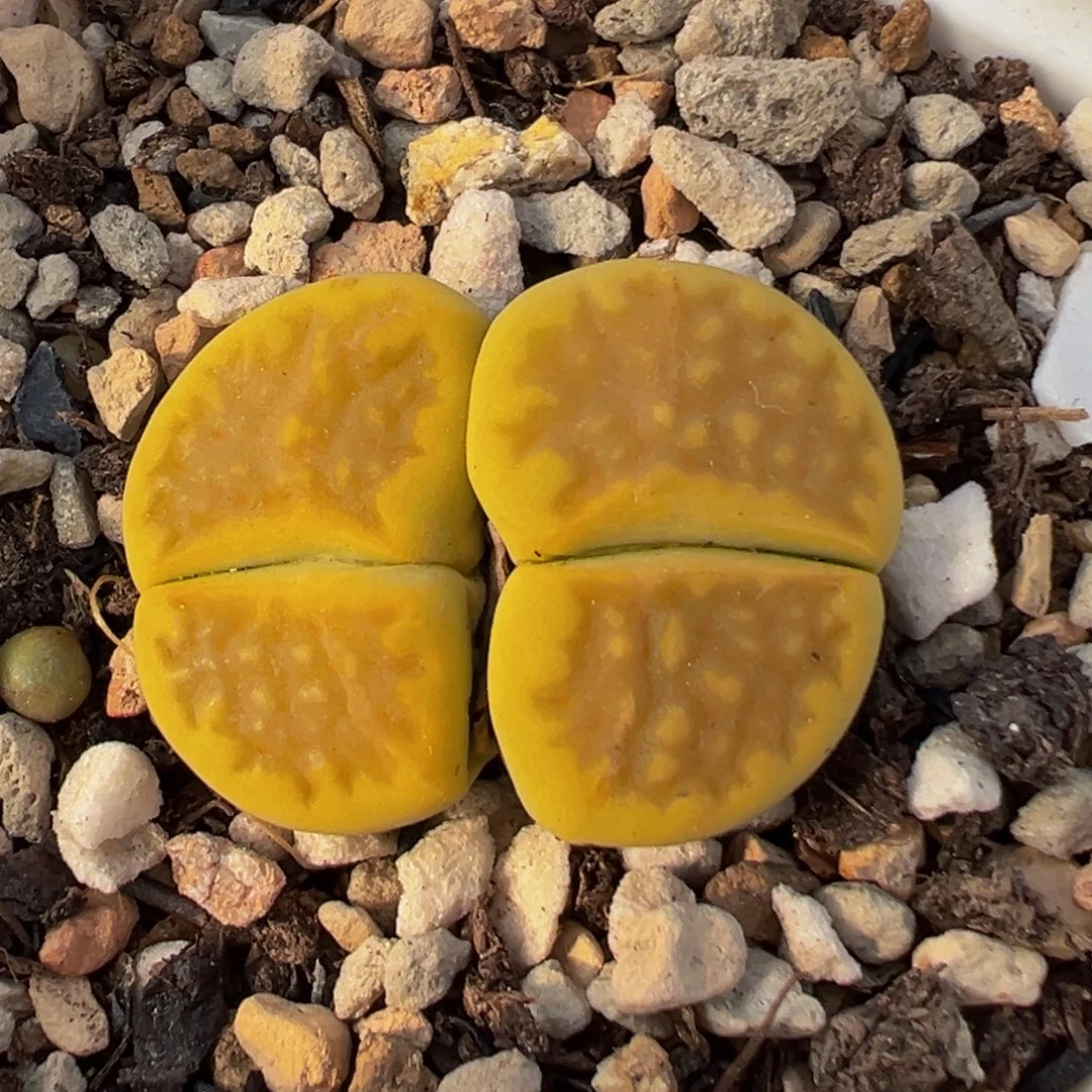 2701多肉植物百科植物