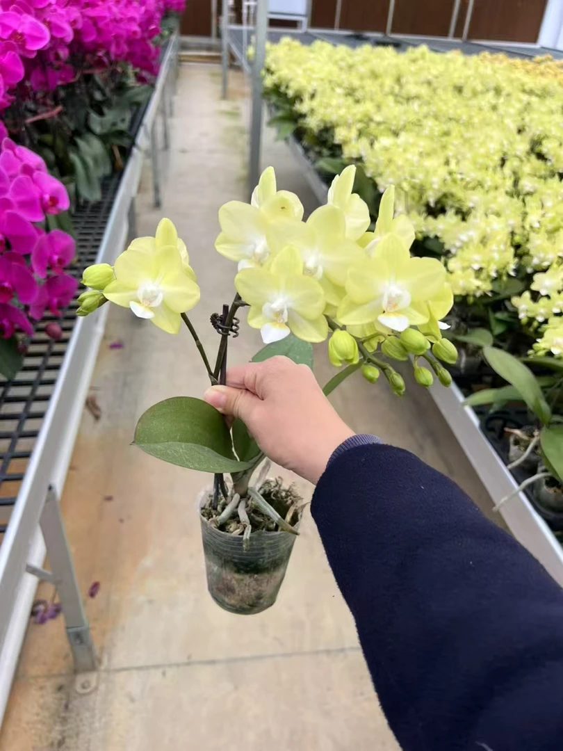 蝴蝶兰【小卡莉】带花带花苞发货 室内花花 广州直发
