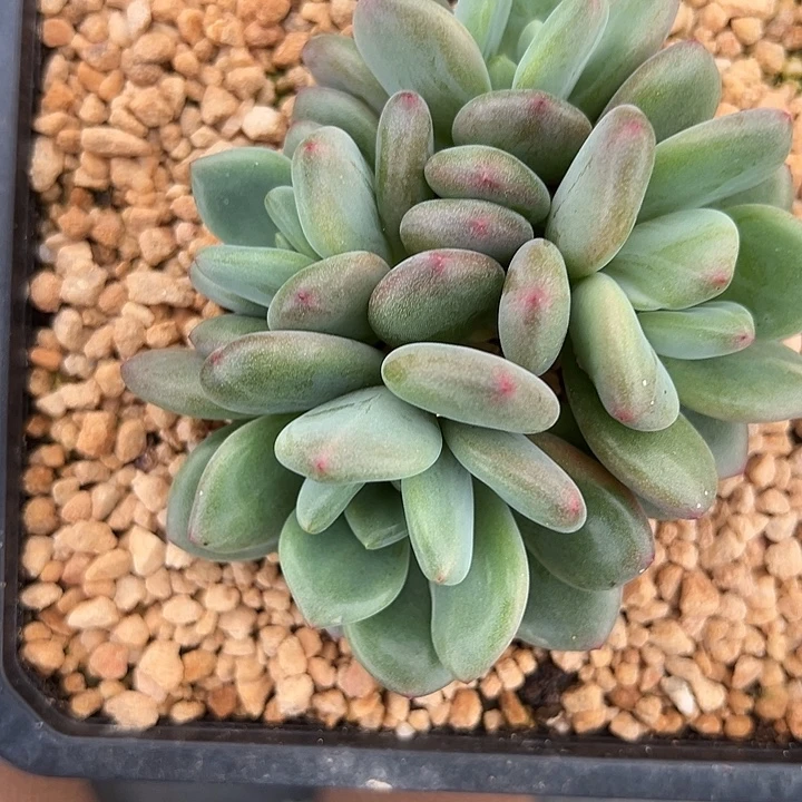 橘落群生一棵树的时候