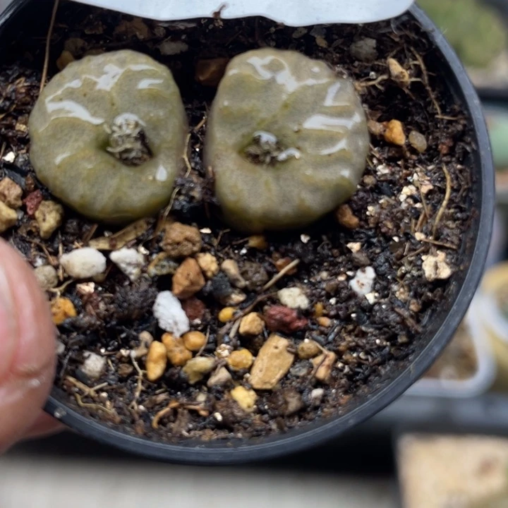 完全开放798烧麦母本