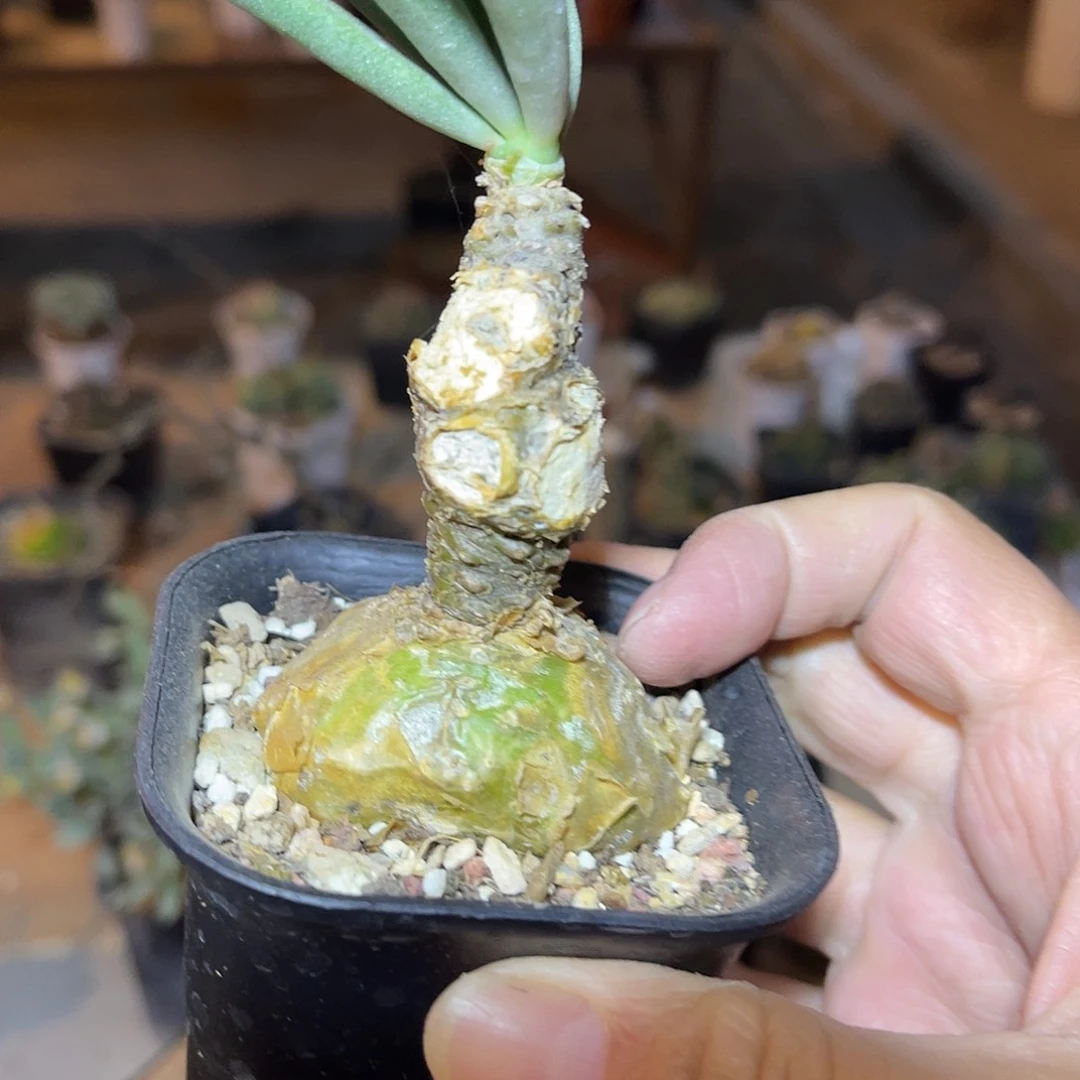 原产地老家钟小馗块根