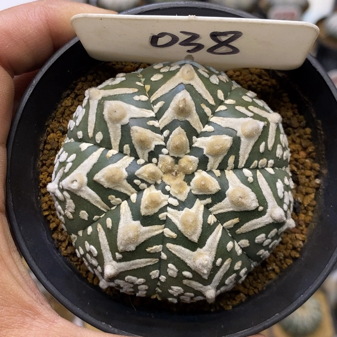 038福利特价来了啊哈哈