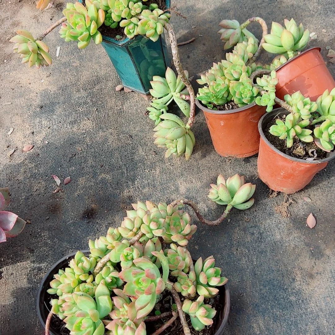 黄历多头造型精控特价三盆