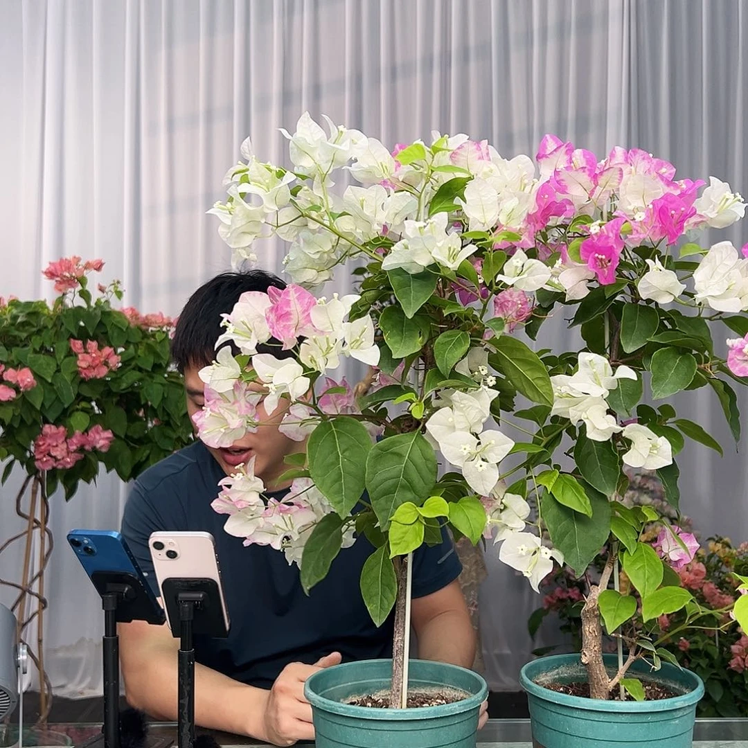 大部分开放少量花苞椰子冰带竹一棵
