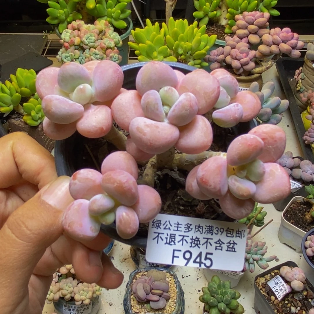 945橘子香水多肉8cm