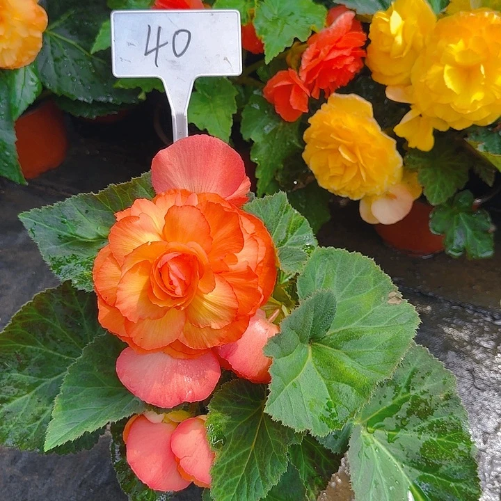 无花朵夫妻海棠种球系列40