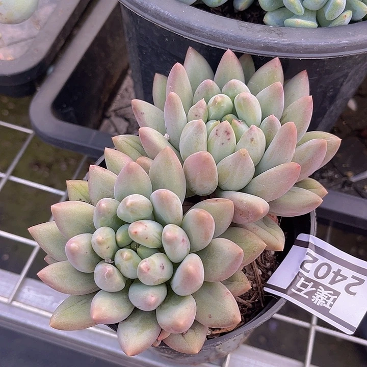 水晶球2402多肉植物