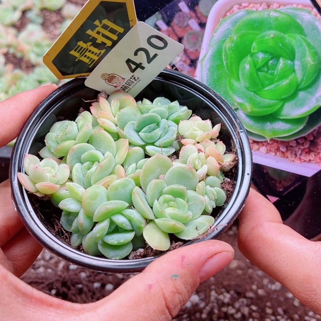 多肉植物多肉植物