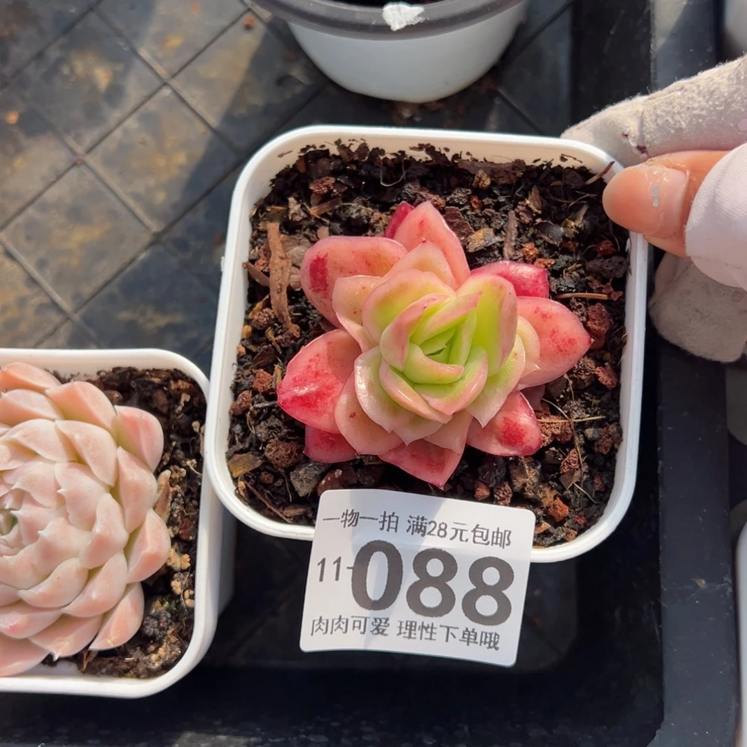 冰玫瑰多肉多肉多肉