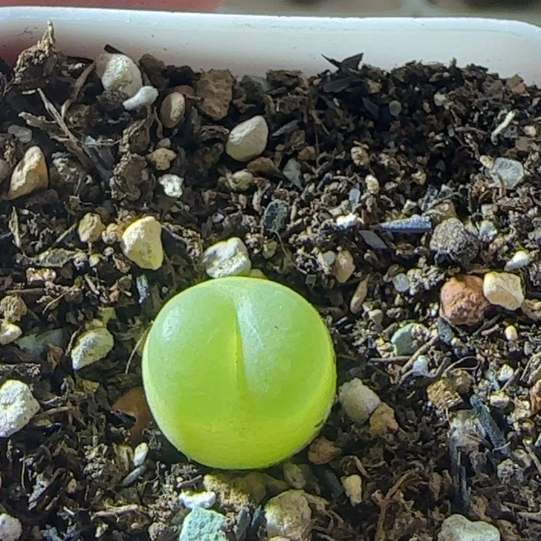 礼***r0045/尺寸1.1/紫皮拉登/