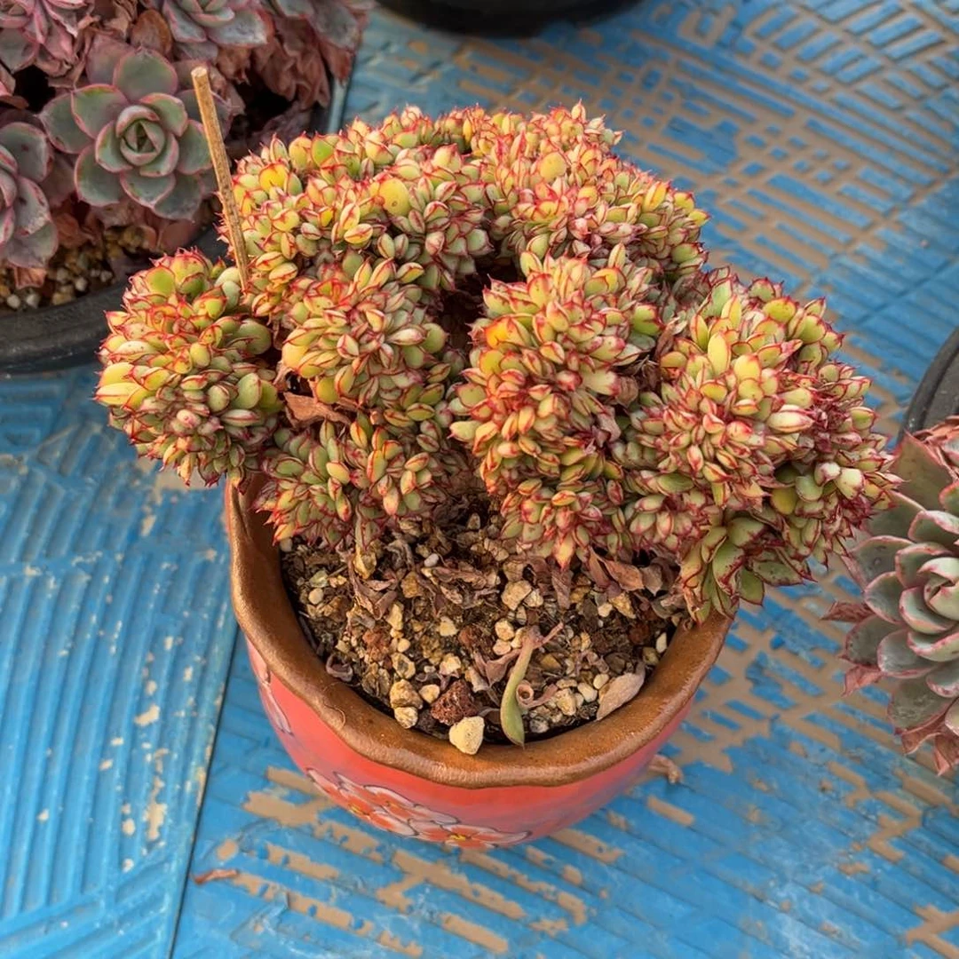 多肉植物多肉植物