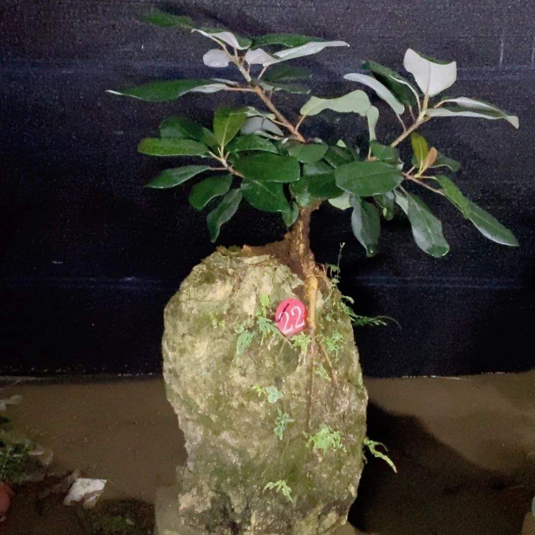 无花朵大叶榕吸水石