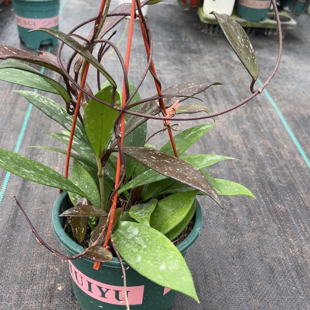 吉***意无花朵黑银粉球兰