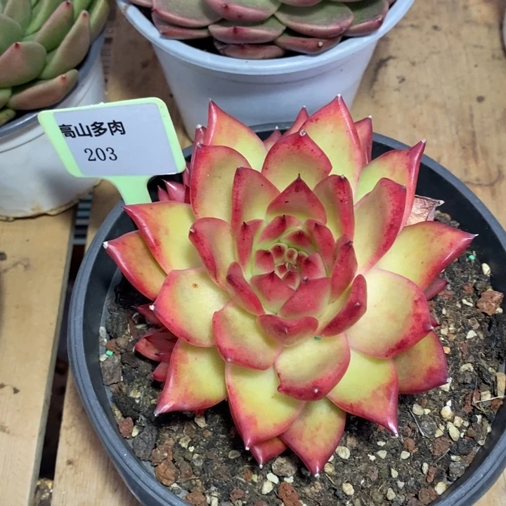 D203- 直播福利 雪皇后