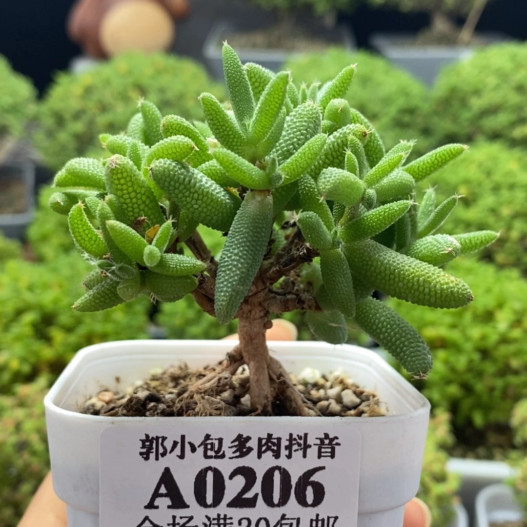 实生玉米0206枝干番杏
