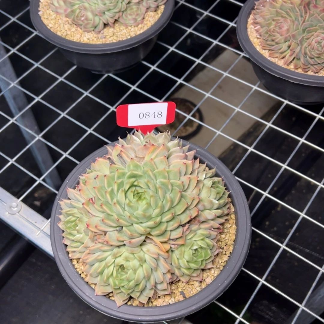 用****90848肉多哦哦肉多么多哦哟