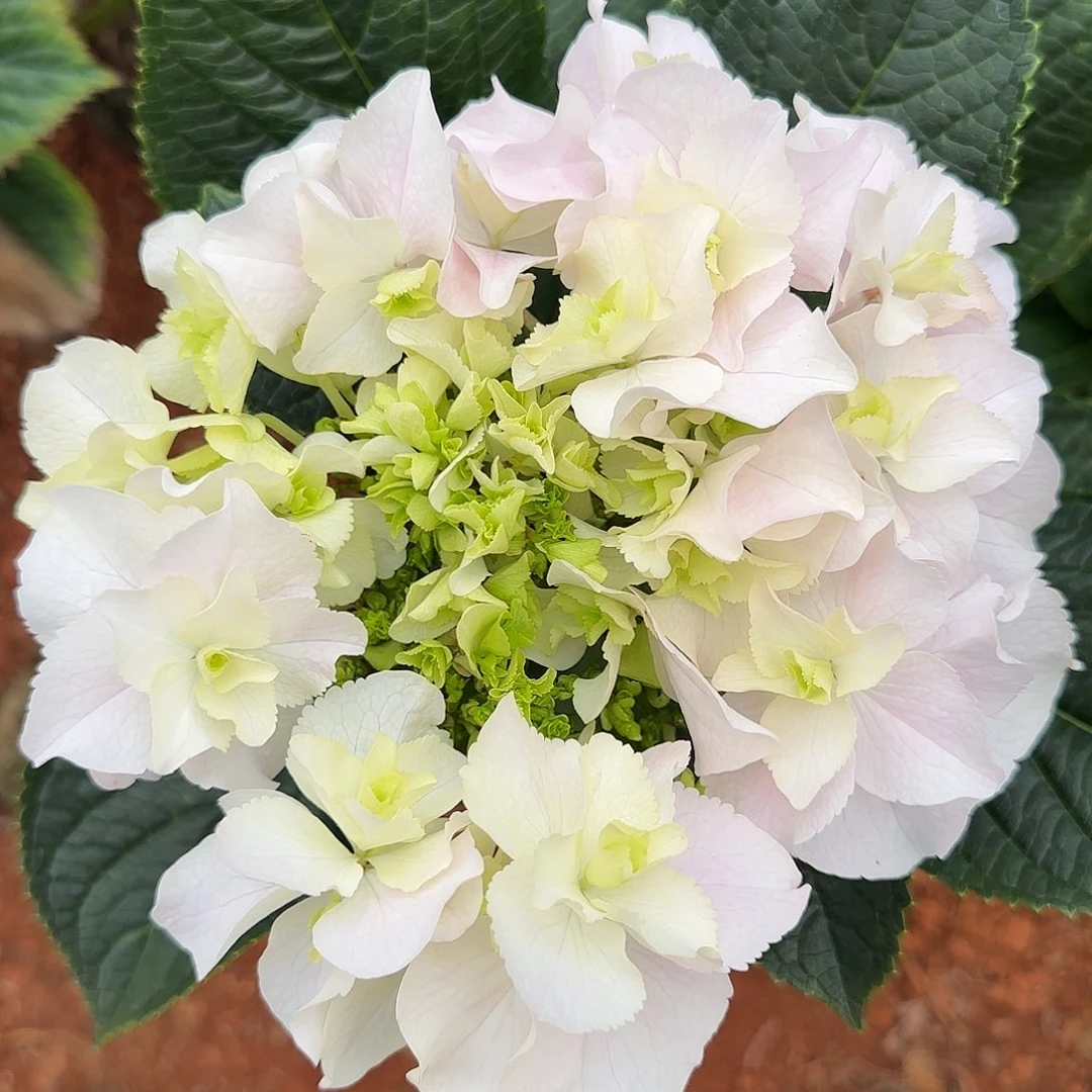 绣球切花一物一拍3支起包邮，138