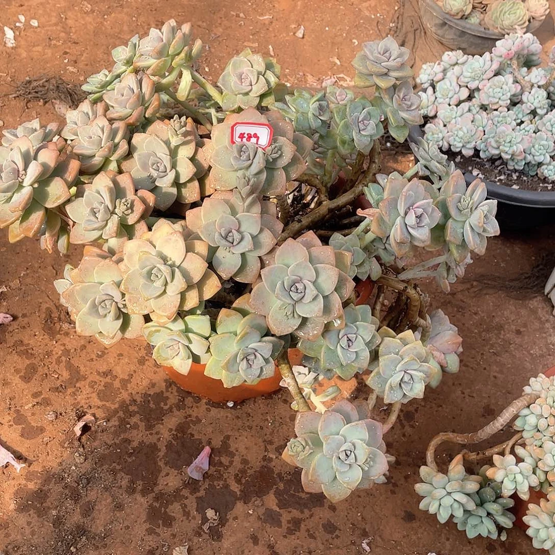 489杏美人 一物一拍多肉