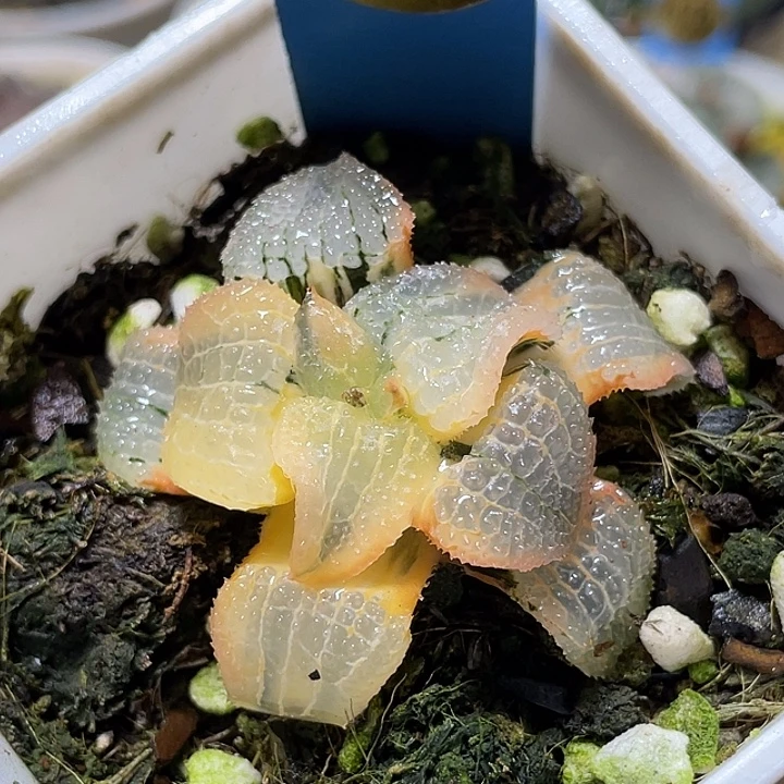 627包子型天空之镜锦福利