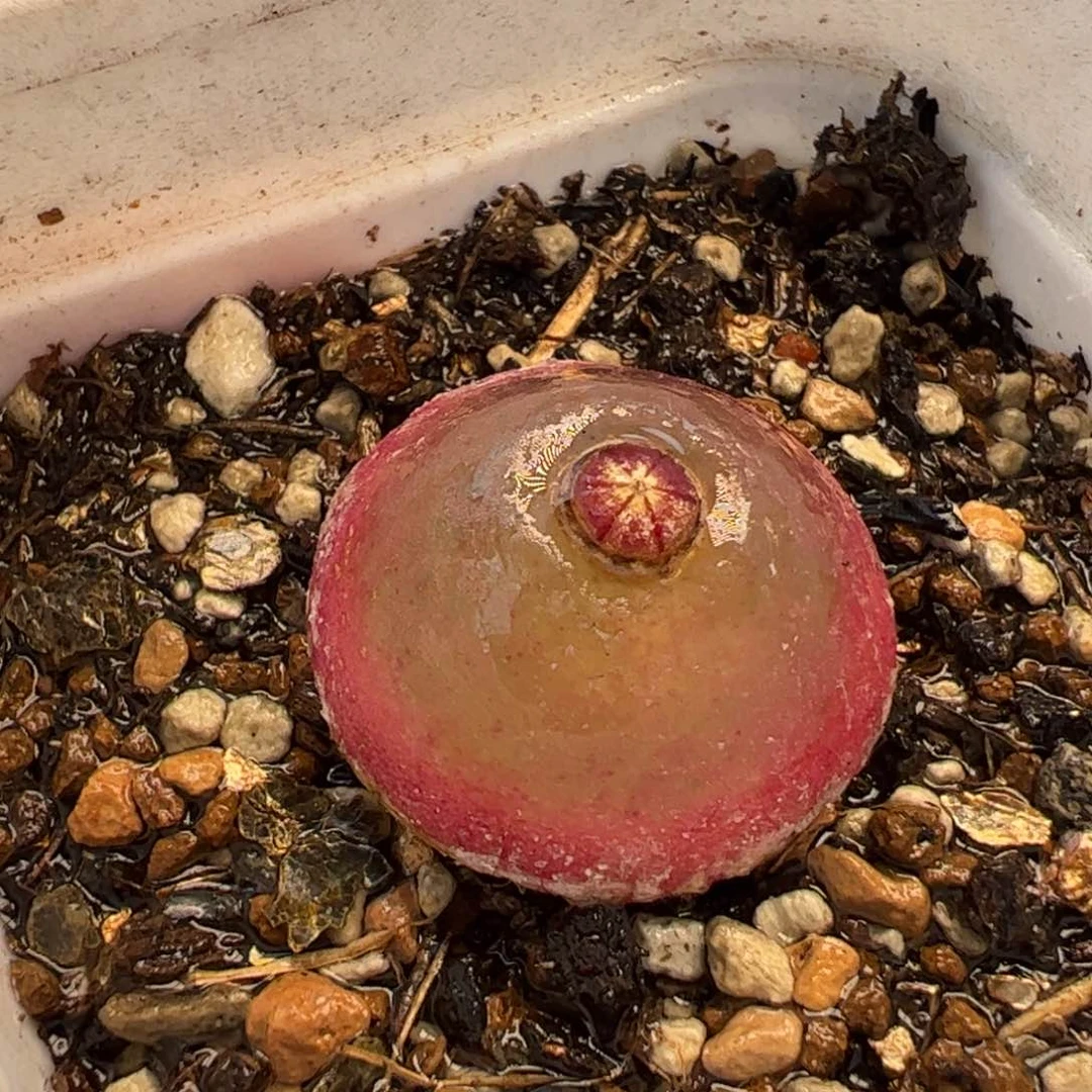 821多肉植物百科