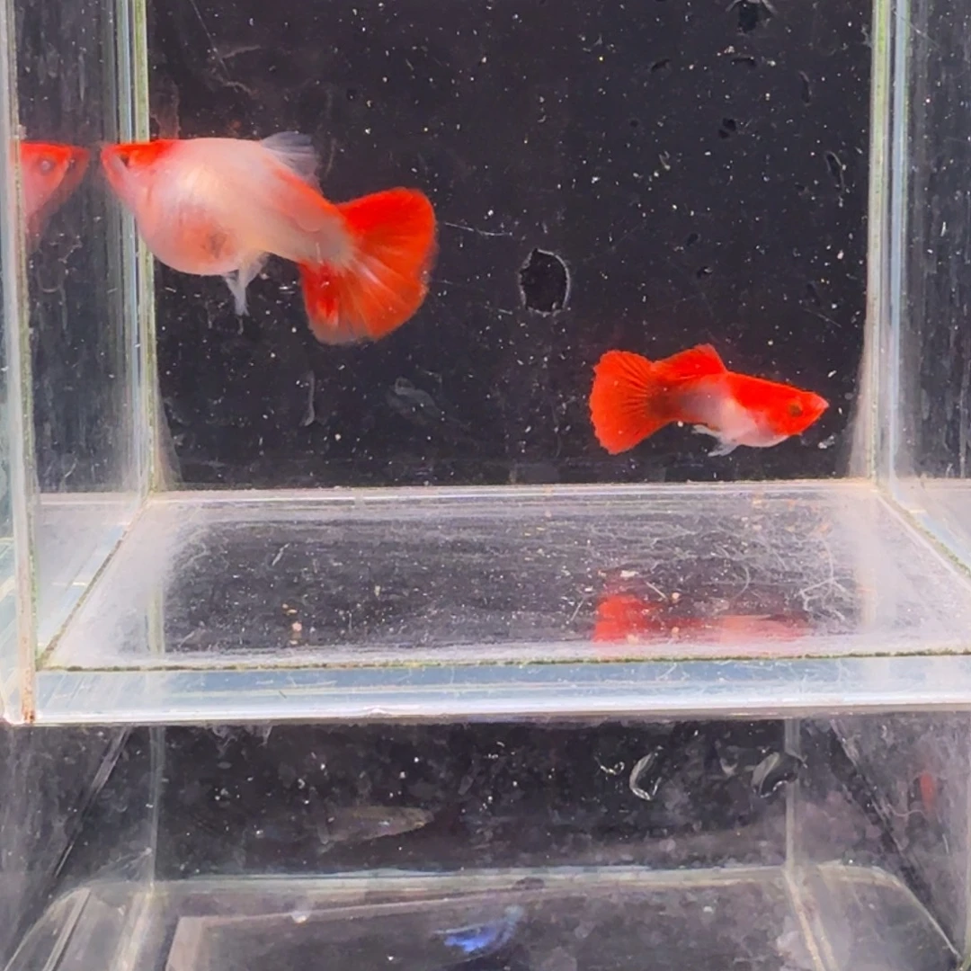 孔雀鱼深海蓝玻璃球1对