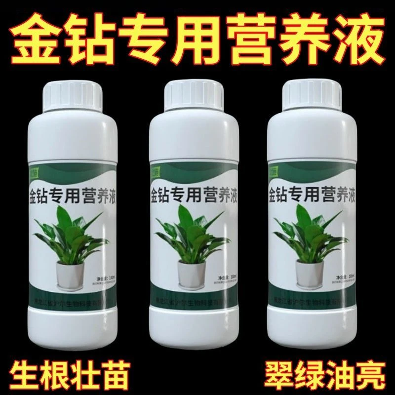 大叶金钻营养液专用肥料适用于绿钻红钻大叶绿公主盆栽水培营养液