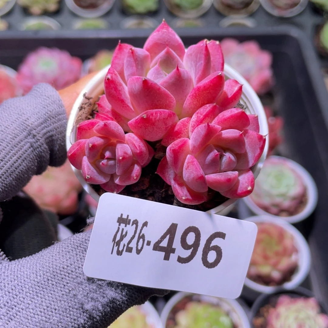 花利美26-496西施