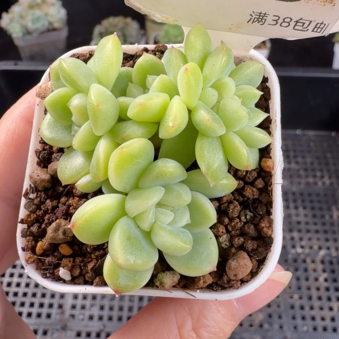 白体财富五头群一颗135号