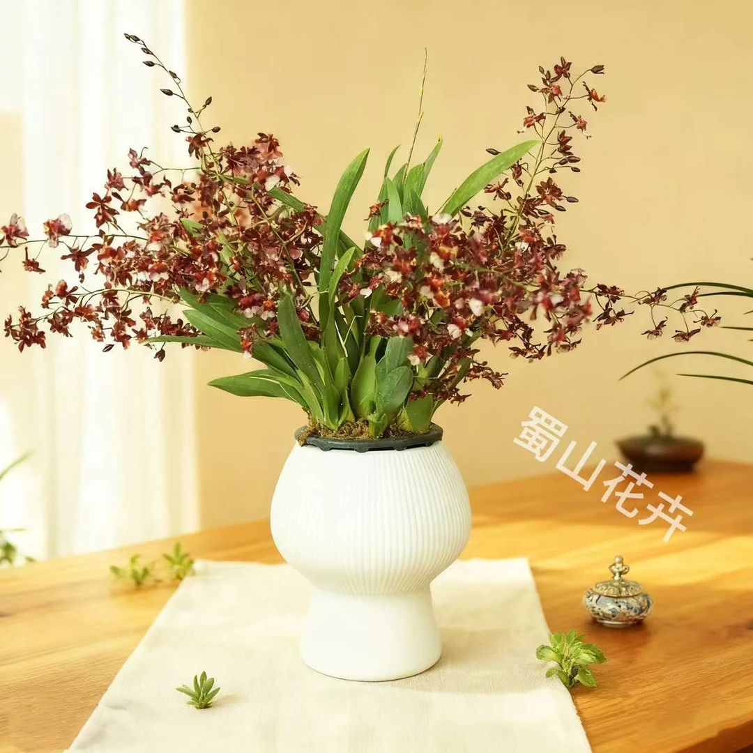 老杨【5-8花剑】红色梦香文心兰浓香型带蘑菇花盆适合办公室好养护