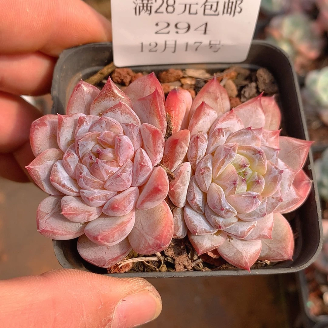 【闪购商品】云294号