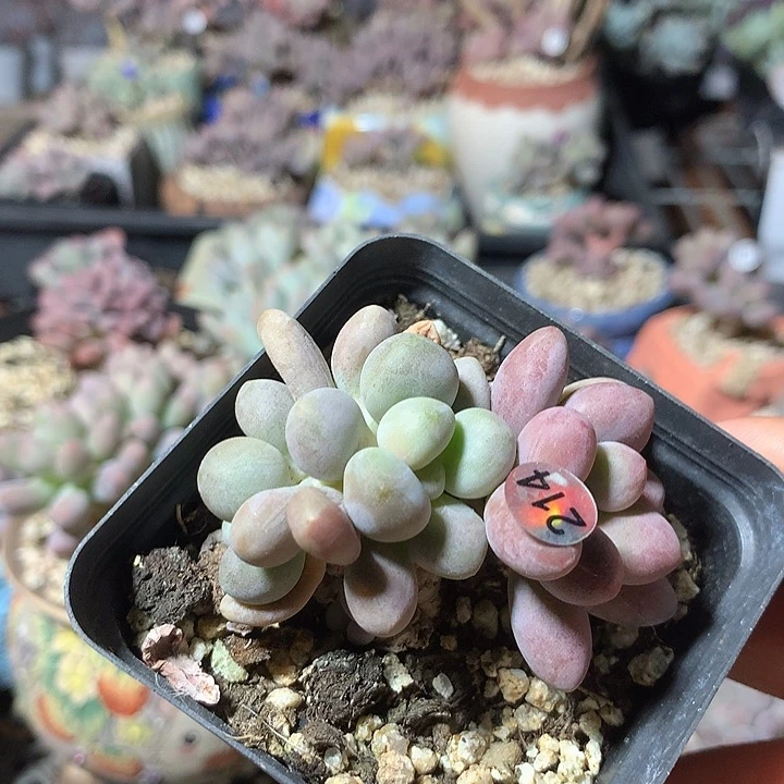 桃花奶酪同体双色多肉植物