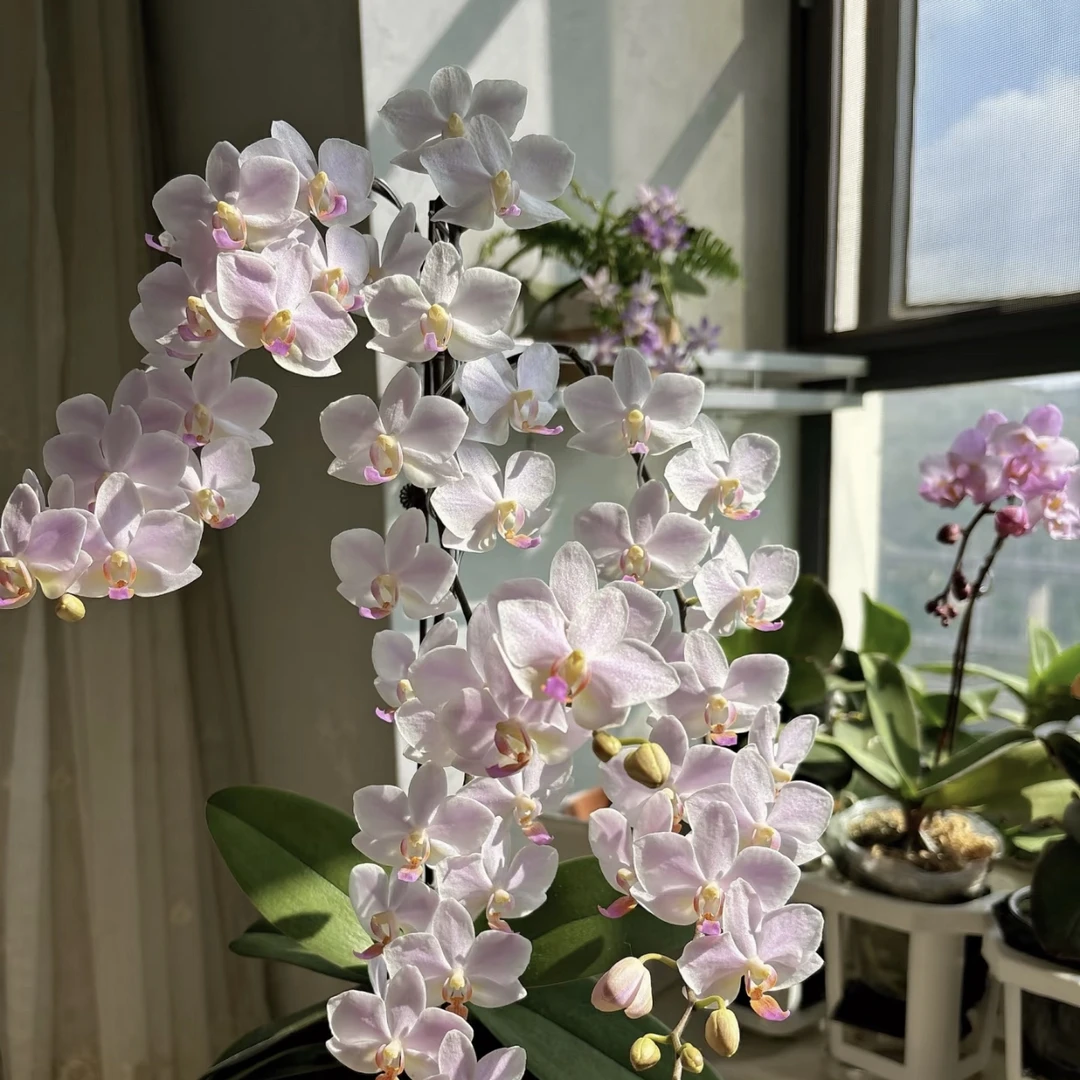 蝴蝶兰【残雪】3.5杯无花无剑（升杯4个月）