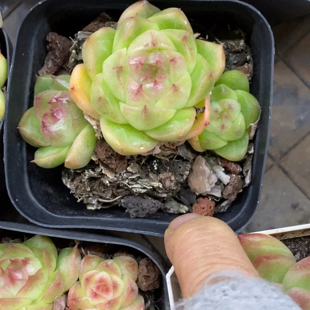 精品多肉一物一拍不包整238