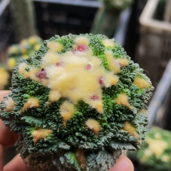 无花朵螺旋大尤炸尤龟怒牡丹779