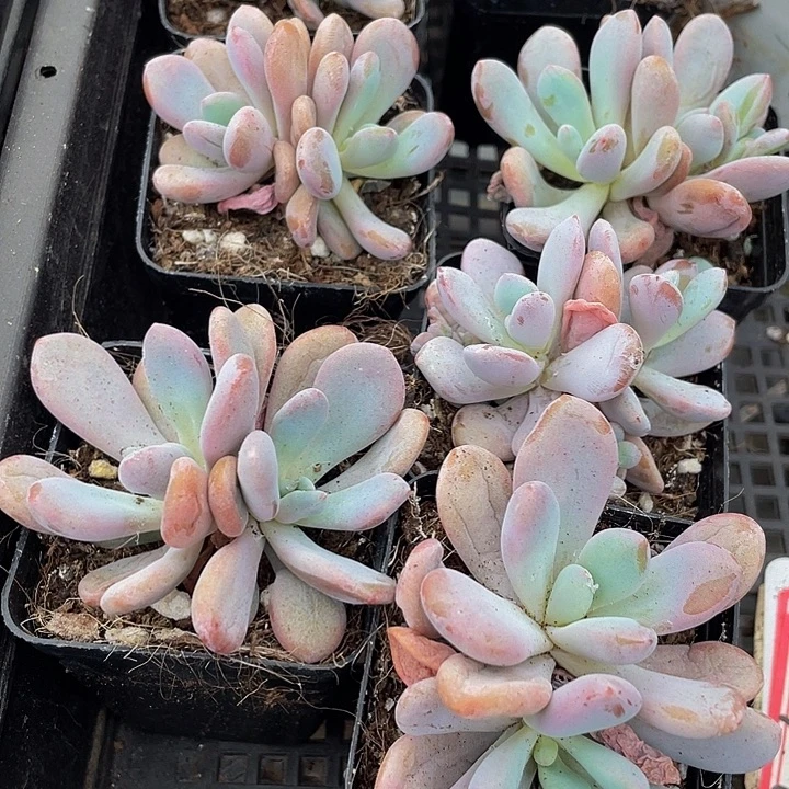 双头粉兔带盆土发货